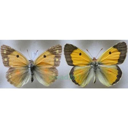 Colias croceus (Geoffroy, 1785) pair Szlaczkoń sylwetnik Czech7f